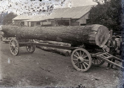 Tom Mathias: Rural Life