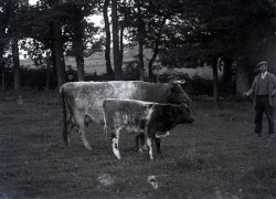 Tom Mathias: Rural Life