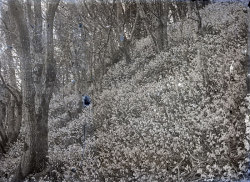 Tom Mathias: Rural Life