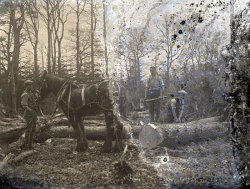 Tom Mathias: Rural Life