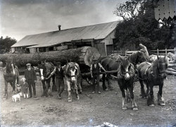 Tom Mathias: Rural Life