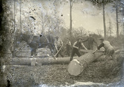 Tom Mathias: Rural Life